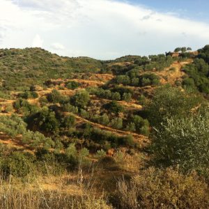 Spartan Rolling Hills Olive Groves