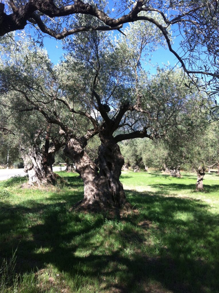 Some are over 500 years old